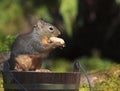 Douglas Squirrel Holding Peanut Standing on Wood Bucket 2 Royalty Free Stock Photo