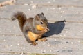 A Douglas squirrel resting on the boardwalk. Royalty Free Stock Photo