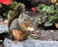 Douglas Squirrel sitting on Rock eating Peanut