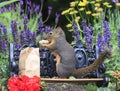 Douglas Squirrel Standing Park Bench Eating Peanut 2