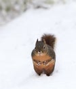 Douglas Squirrel Standing Upright in Snow