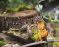 Douglas Squirrel Standing on Wood Railing