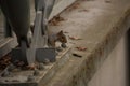 Douglas Squirrel ( Tamiasciurus douglasii ) on a concrete ledge