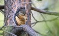 Douglas squirrel Tamiasciurus douglasii eating a nut