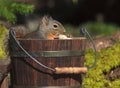 Douglas Squirrel Sitting in Wood Bucket Royalty Free Stock Photo
