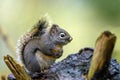 Douglas squirrel Tamiasciurus douglasii in the woods