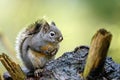 Douglas squirrel Tamiasciurus douglasii in the woods