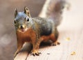 Douglas Squirrel with Water Drop on Chin
