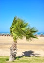 Doum palm tree by a beach, selective focus, Marsa Alam, Egypt Royalty Free Stock Photo