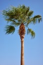 Doum palm tree on a windy day against the blue sky Royalty Free Stock Photo