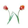 Douple late tulip flower Royalty Free Stock Photo