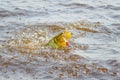 Dourado fish hooked by a artificial bait fighting and jumping out of water Royalty Free Stock Photo