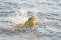 Dourado fish hooked by a artificial bait fighting and jumping out of water Royalty Free Stock Photo