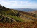 Douro Porto wine region vineyards landscape Portugal