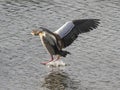 Douro river egyptian goose landing Royalty Free Stock Photo