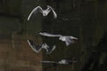 Tern in flight reflection Royalty Free Stock Photo