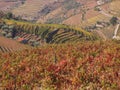 Douro wine region vineyards landscape Portugal