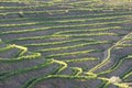 Douro Valley, Portugal. Top view of river, and the vineyards are on a hills. Summer day in terraced vineyards. Concept for travel Royalty Free Stock Photo