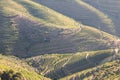 Douro Valley, Portugal. Top view of river, and the vineyards are on a hills. Summer day in terraced vineyards. Concept for travel Royalty Free Stock Photo