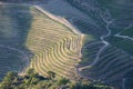 Douro Valley, Portugal. Top view of river, and the vineyards are on a hills. Summer day in terraced vineyards. Concept for travel Royalty Free Stock Photo