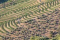 Douro Valley, Portugal. Top view of river, and the vineyards are on a hills. Summer day in terraced vineyards. Concept for travel Royalty Free Stock Photo