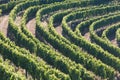 Douro Valley, Portugal. Top view of river, and the vineyards are on a hills. Summer day in terraced vineyards. Concept for travel Royalty Free Stock Photo