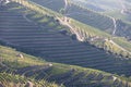 Douro Valley, Portugal. Top view of river, and the vineyards are on a hills. Summer day in terraced vineyards. Concept for travel Royalty Free Stock Photo