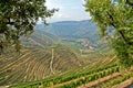 Douro Valley: Vineyards near Duero river and Pinhao, Portugal