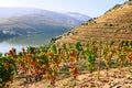 Douro valley Royalty Free Stock Photo