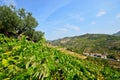 Douro Valley: Vineyards and small village near Peso da Regua, Portugal