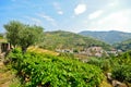 Douro Valley: Vineyards and small village near Peso da Regua, Portugal