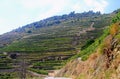 Douro Valley Vineyards, in Vila Nova de Foz Coa