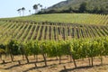 Douro Vineyard Royalty Free Stock Photo