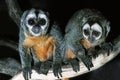 DOUROUCOULI OR OWL MONKEY aotus trivirgatus, ADULT Royalty Free Stock Photo