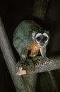 DOUROUCOULI OR OWL MONKEY aotus trivirgatus, ADULT Royalty Free Stock Photo