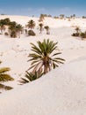 Douz,desert landscape,sahara,tunisia,africa Royalty Free Stock Photo