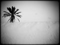 Douz,desert landscape,sahara,tunisia,africa Royalty Free Stock Photo