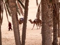 Douz,desert landscape,sahara,tunisia,africa Royalty Free Stock Photo