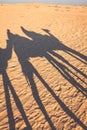 Douze,tunisia,camel and people in the sahara's desert