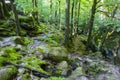 Dovbush Rocks, huge stones, rocks, moss, roots in the moss, trees among the rocks,moss, object, nature, tree, forest, rock Royalty Free Stock Photo