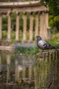 Dove above pond with classic columns in Parc Monceau, Paris, France Royalty Free Stock Photo