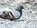 Dove against the background of stones Royalty Free Stock Photo