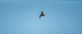 Dove in the air with wings wide open with blue sky background Royalty Free Stock Photo