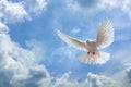 Dove in the air with wings wide open in-front of the sky Royalty Free Stock Photo