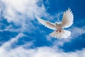 Dove in the air with wings wide open in-front of the sky Royalty Free Stock Photo