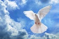 Dove in the air with wings wide open in-front of the sky Royalty Free Stock Photo