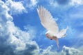 Dove in the air with wings wide open in-front of the sky Royalty Free Stock Photo