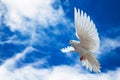 Dove in the air with wings wide open in-front of the sky Royalty Free Stock Photo