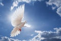 Dove in the air with wings wide open in-front of the sky Royalty Free Stock Photo