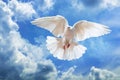 Dove in the air with wings wide open in-front of the sky Royalty Free Stock Photo